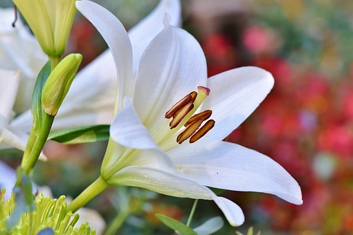 Quelles plantes choisir pour votre petit jardin?