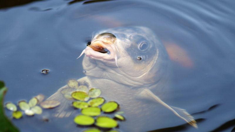 Conseils pour réussir à pêcher la carpe